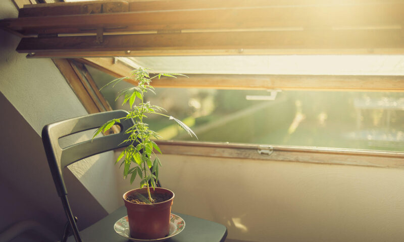 Argentina legalizes cannabis cultivation for patients