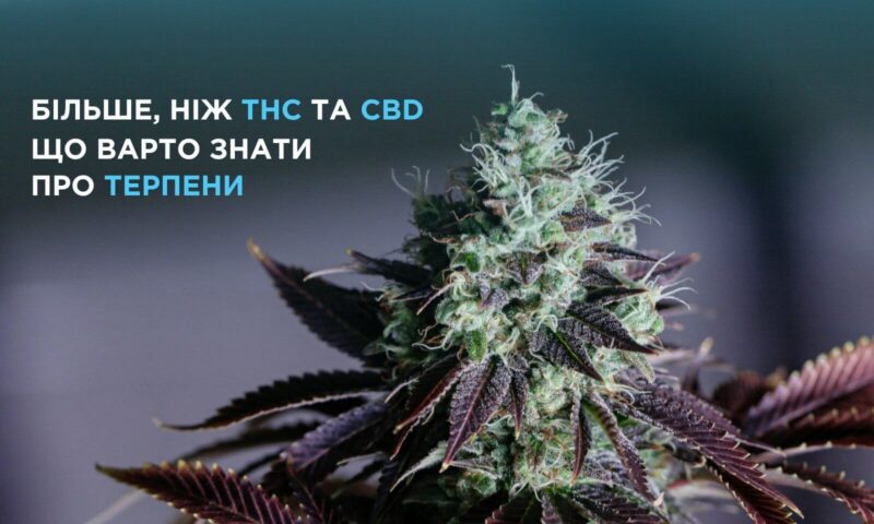 Більше, ніж CBD та THC: що варто знати про терпени